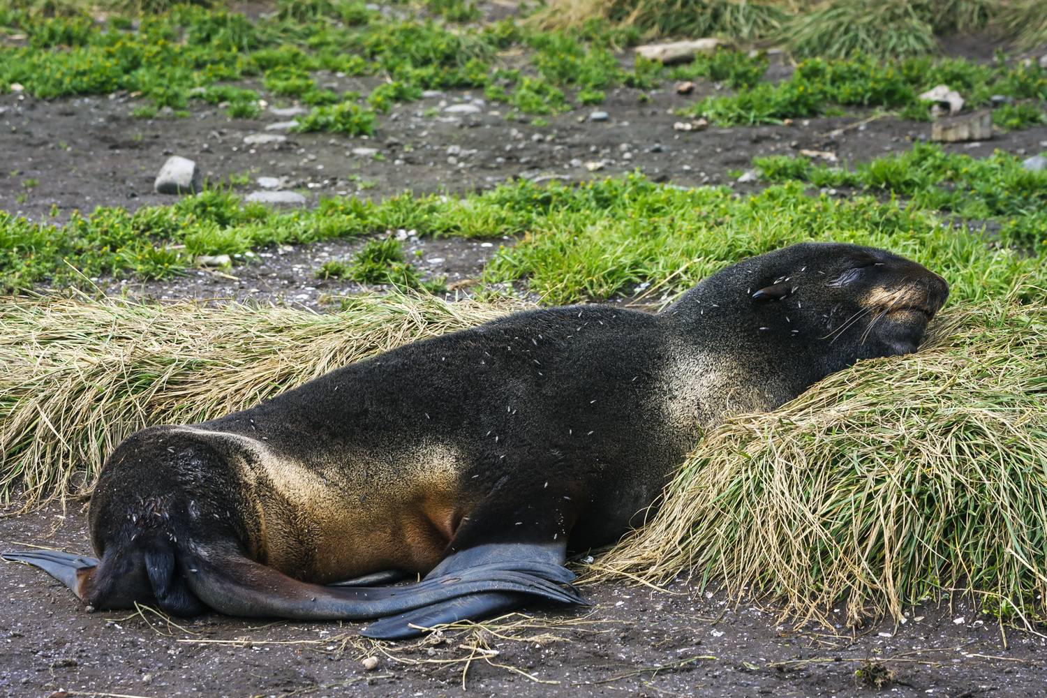северный морской котик, морские млекопитающие, остров беринга, Уткин Дмитрий