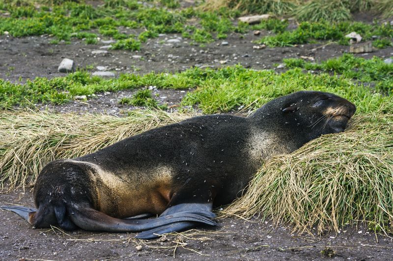 У каждого своя подушка фото превью