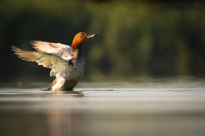 Polák velký фото превью