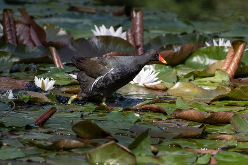 кувшинка, камышница, пруд, птицы Камышница фото превью