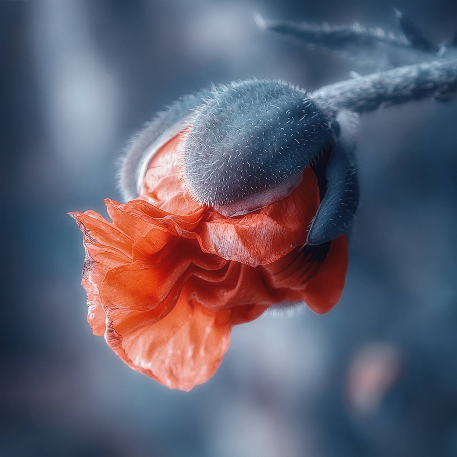 цветок, мак садовый, самосейка, стилизация, Вера Ра