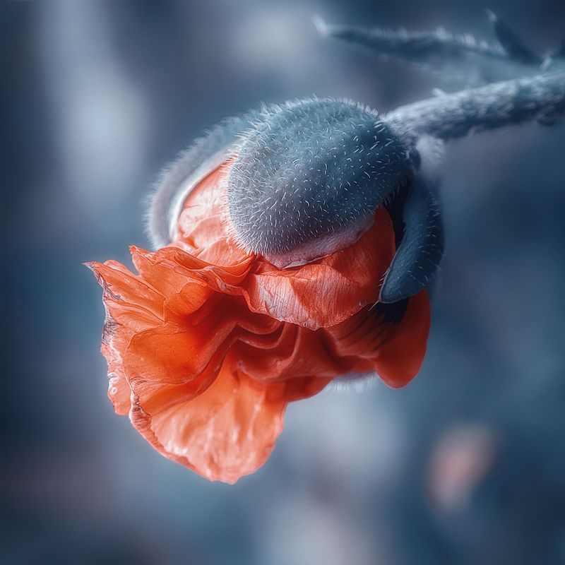 Садовый мак фото превью