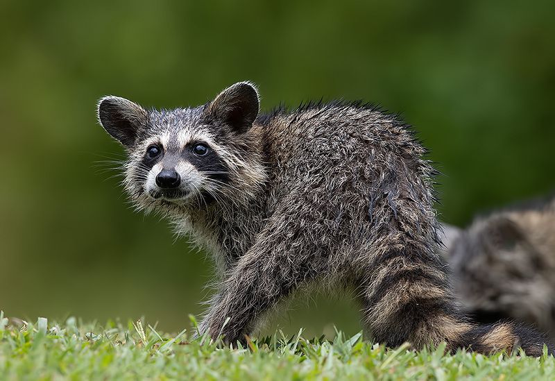 енот обыкновенный, енот-полоскун, raccoon, енот, дикие животные, животные, animals Young Raccoon. Малыш -Енот-полоскун фото превью