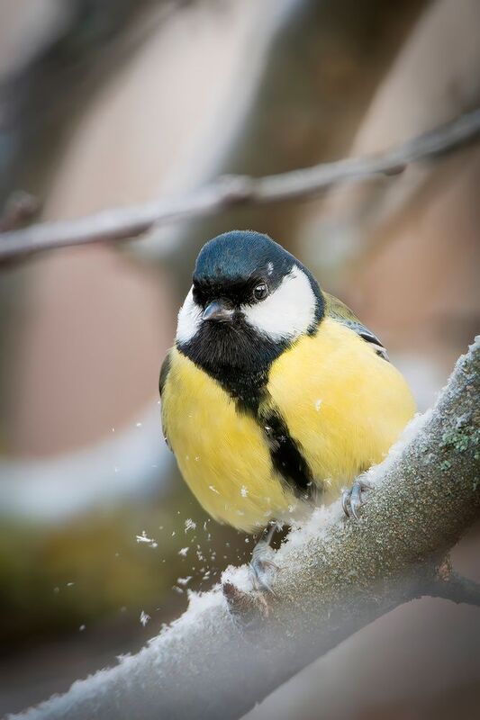 Морозная синица фото превью