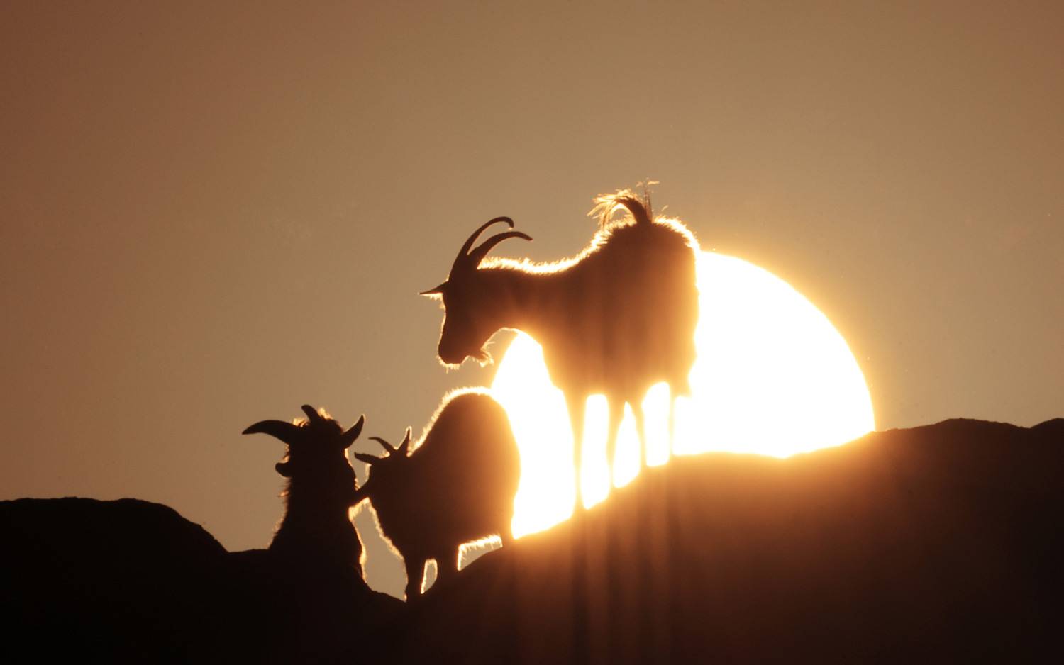 козы,рассвет,горы,, Magov Marat