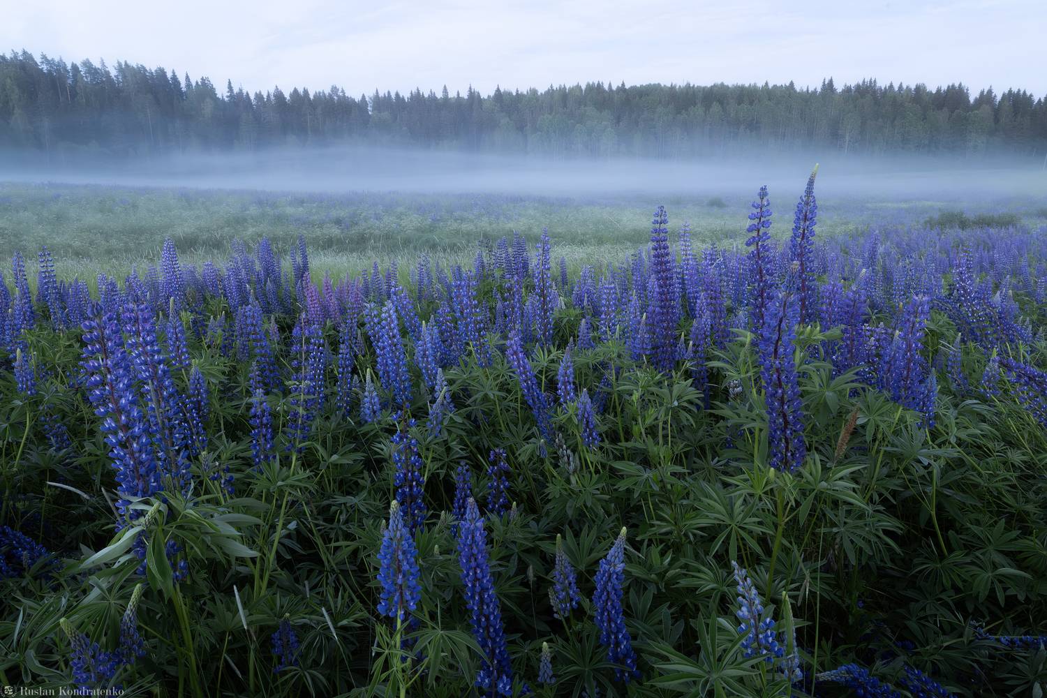 Люпины, Республика Карелия, Кондратенко Руслан