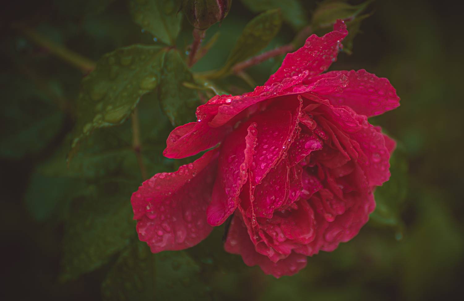 , Кокорин Алексей