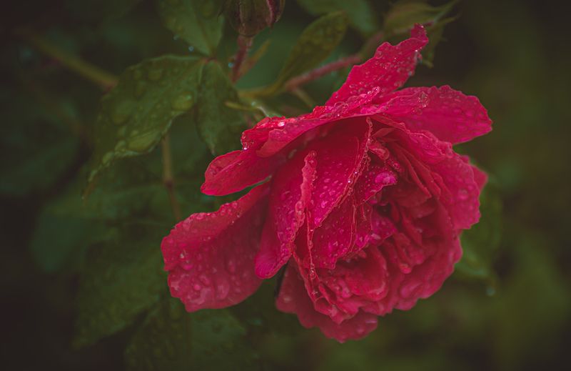 *** фото превью