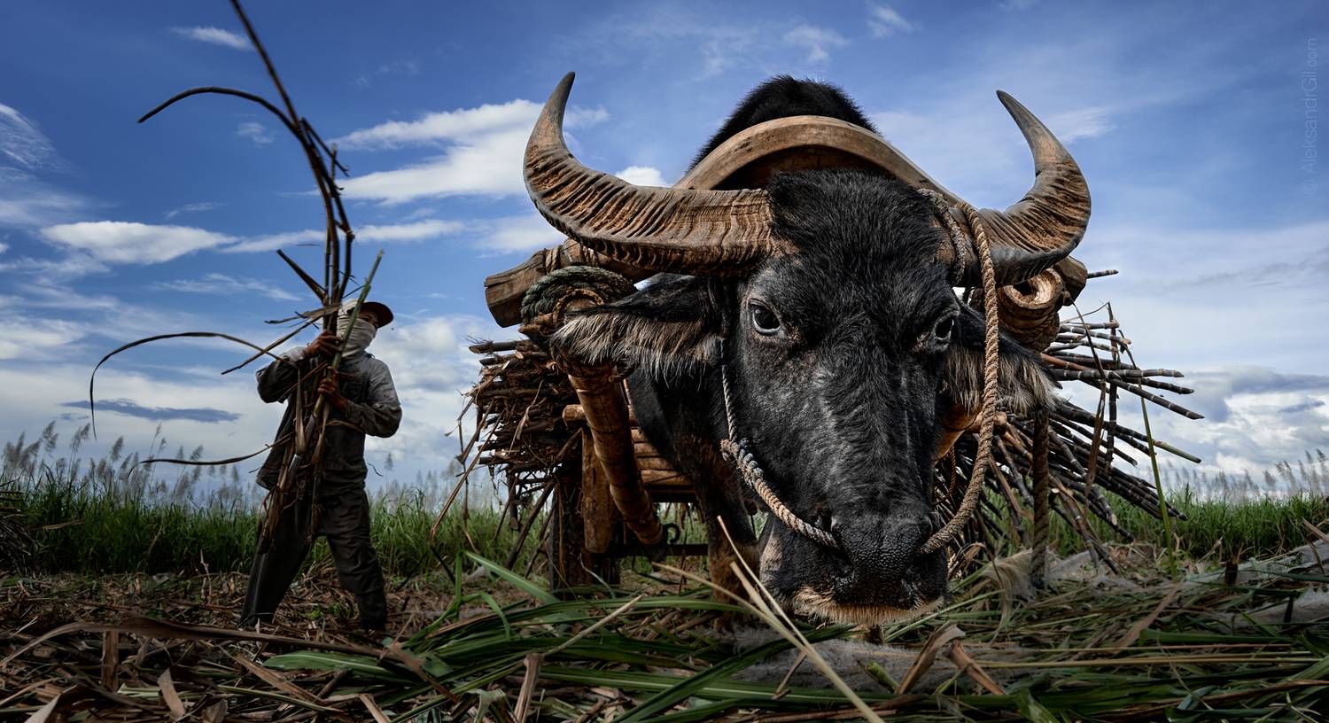 , Гиль Александр