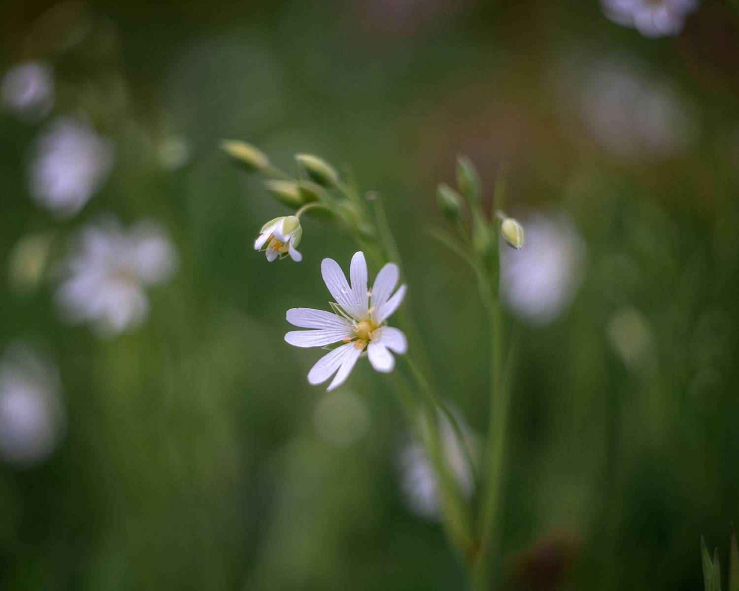 звездчатка, цветы, природа, флора, весна, Людмила Завьялова