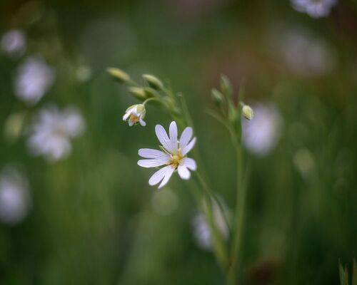 Звездчатка болотная