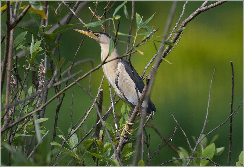 москва, июль, парк, пруд, волчок, птица *  *  * фото превью