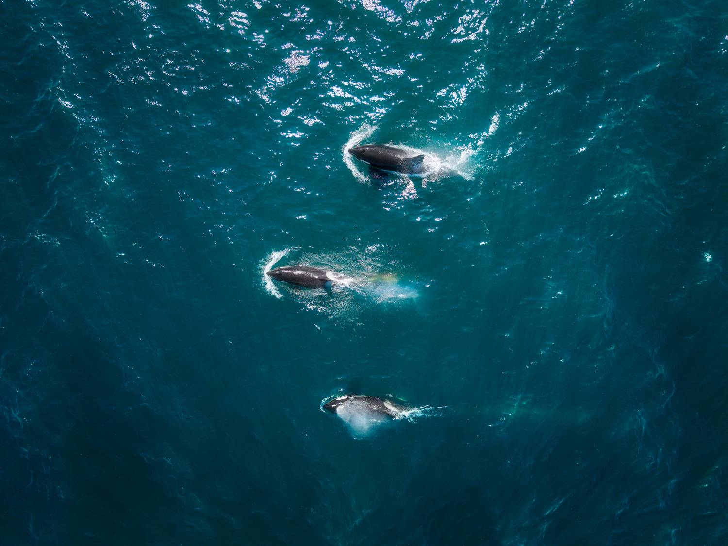 , Антон Агарков