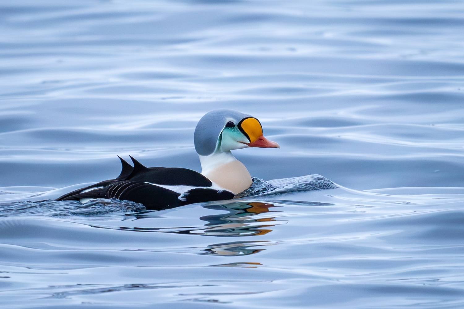 гребенушка, гага-гребенушка, гага, утка, птицы, животные, somateria spectabilis, Герасименко Римма