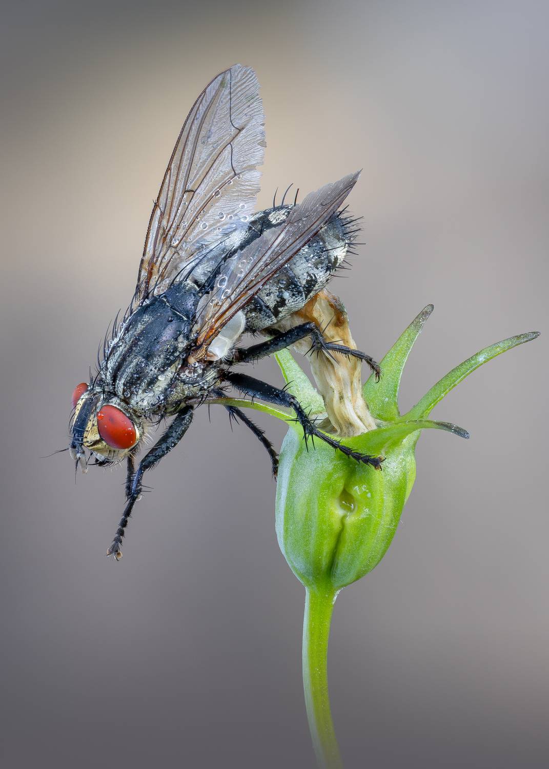 , Кузнецов Дмитрий