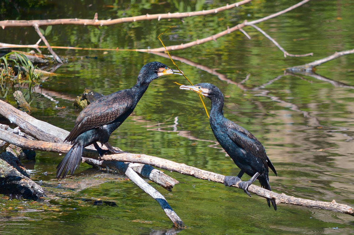 баклан, большой баклан, phalacrocorax carbo, КарОл