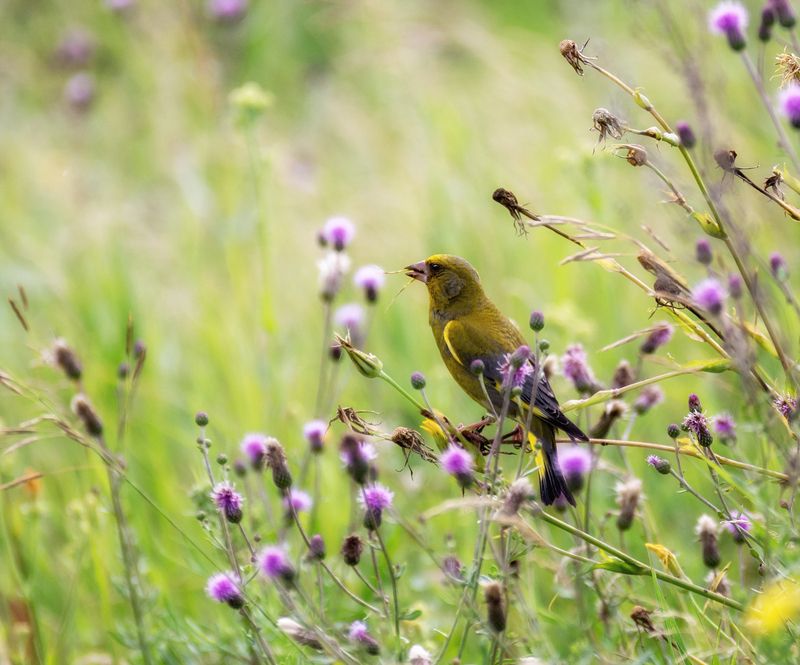 птица, зеленушка, луг, Зеленушка на лугу. (2 ФОТО) фото превью