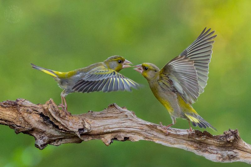 Зеленушка - Lens and Feathers фото превью