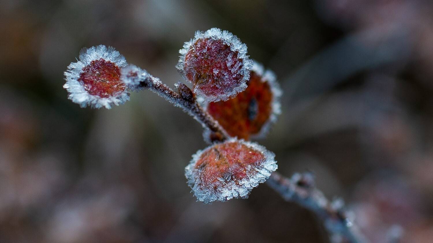 , Беляев Юрий