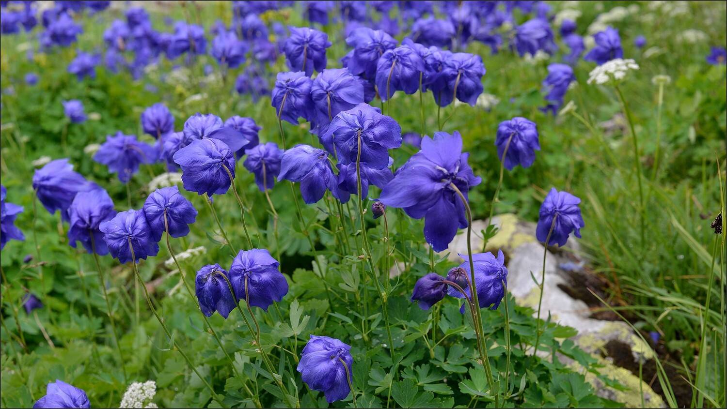 ергаки, Беляев Юрий