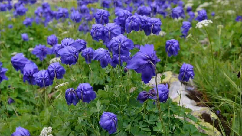 ергаки Водосборы фото превью