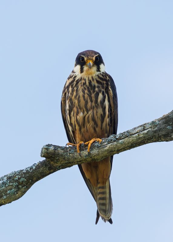 Чеглок фото превью