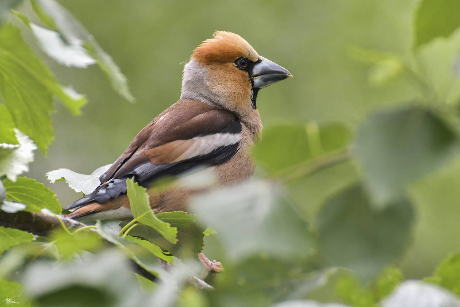 , Наталья Екимова