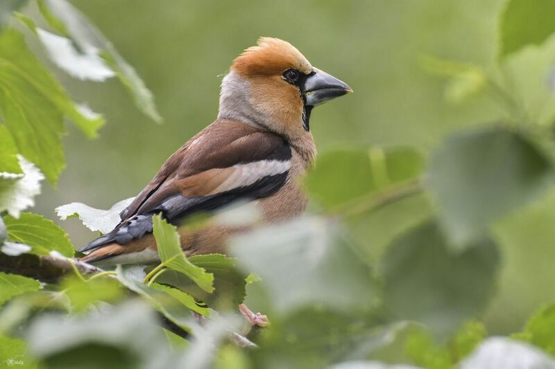 Дубонос фото превью