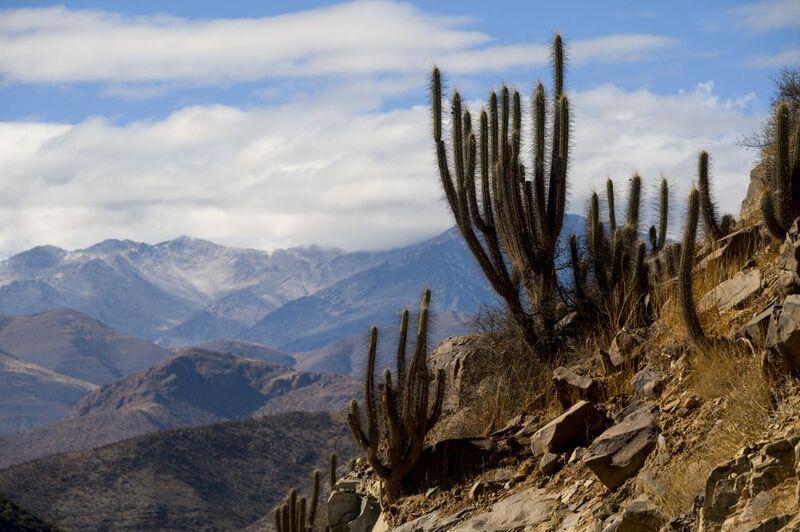 южная америка, чили, chile, горы, анды, пустыня, атакама, atacama desert, кактус, древовидный кактус, echinopsis atacamensis, григорий беденко, grigoriy bedenko, Атакама  (Чили) фото превью