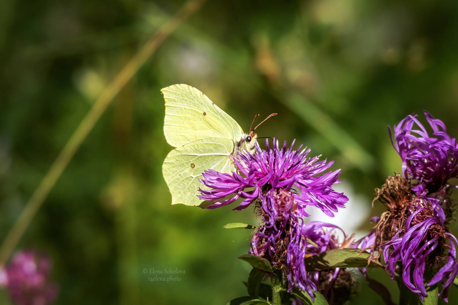 бабочка, лимонница, Соколова Елена
