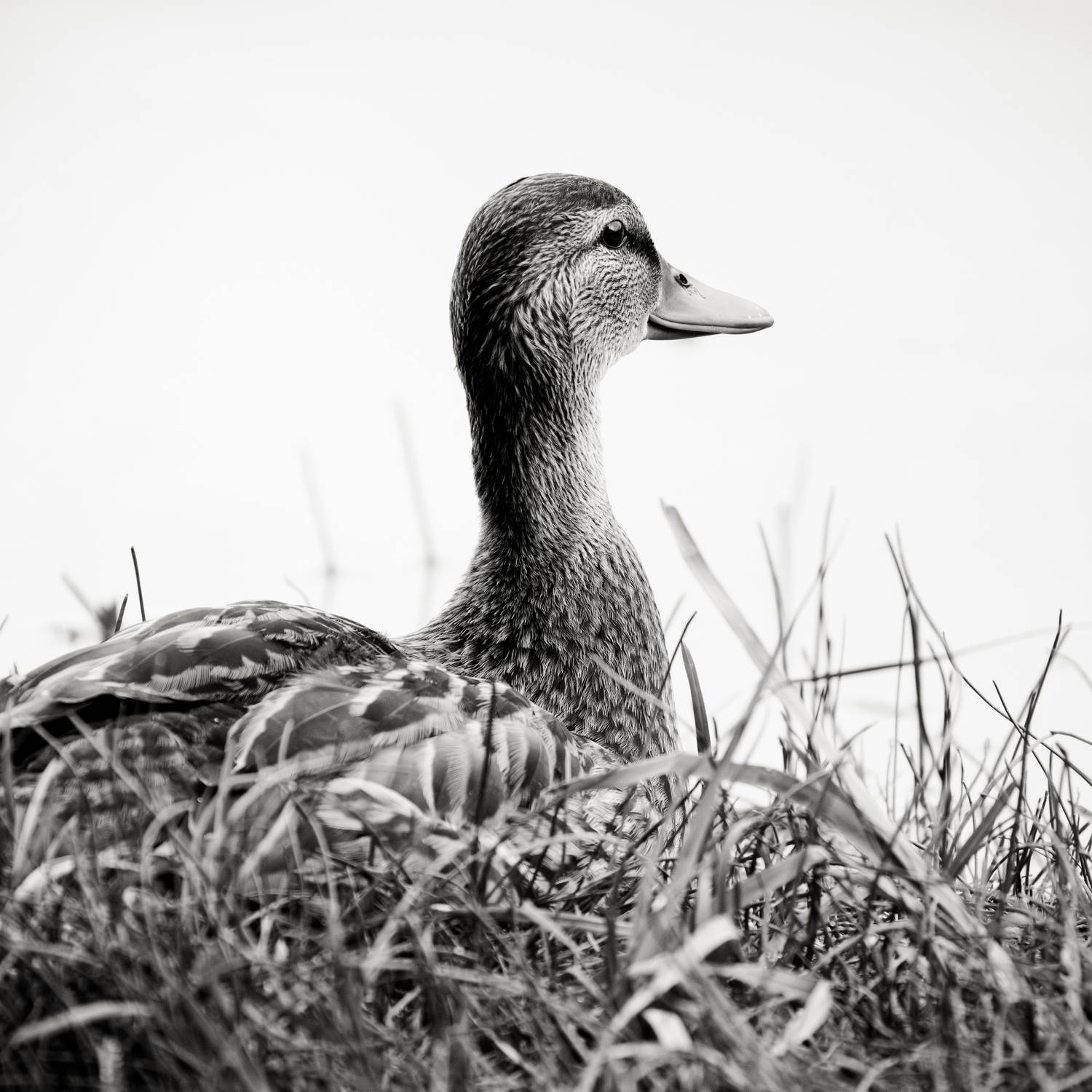 , ssmirs Сергей