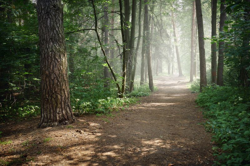 В летнем лесу фото превью