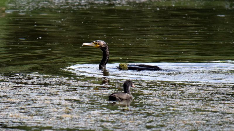 листопад Закаливание воздухом фото превью