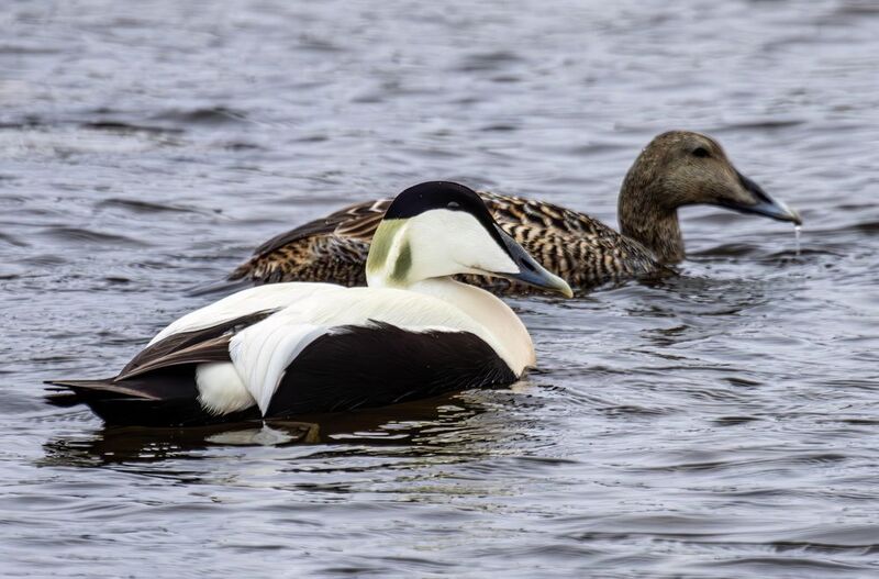 Гага фото превью