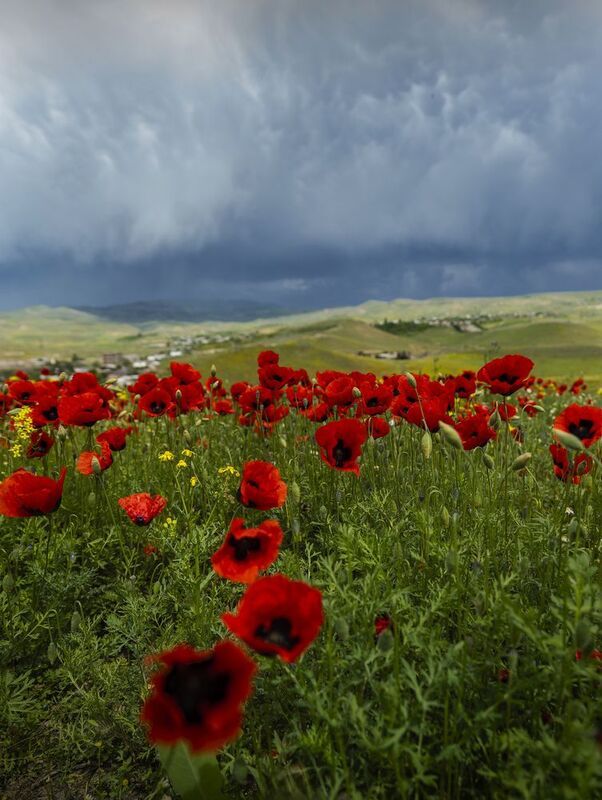 Маковое поле. Армения фото превью