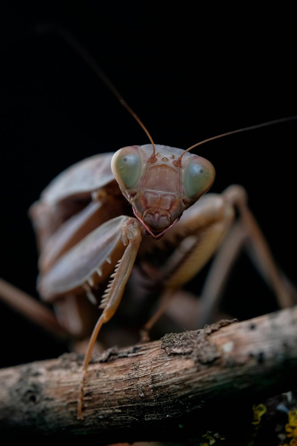 , Васильев Роман