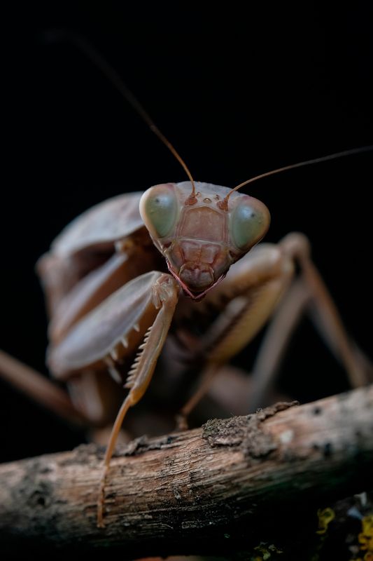 Mantis religiosa фото превью