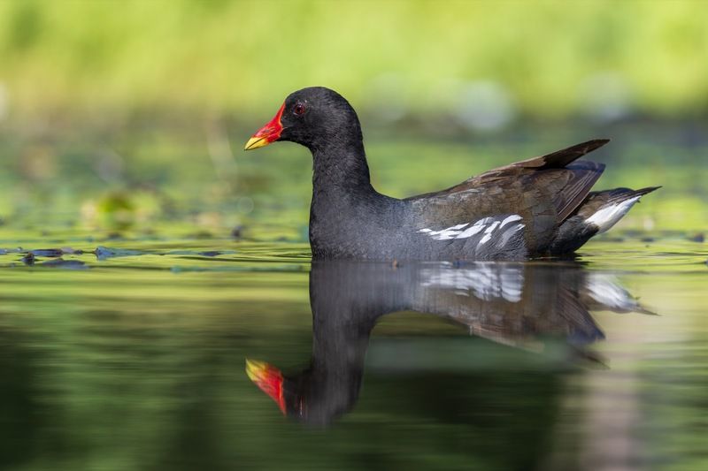 кувшинка, камышница, пруд, птицы Камышница фото превью