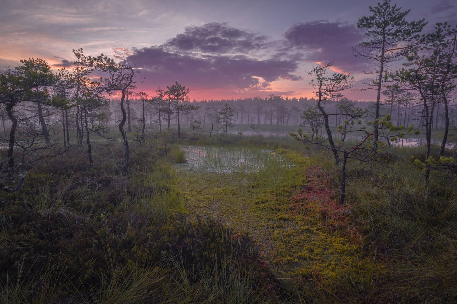 болота ленинградской области, рассвет, пейзаж, Mikhail Ioannisian