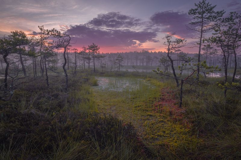 болота ленинградской области, рассвет, пейзаж Мочажина фото превью