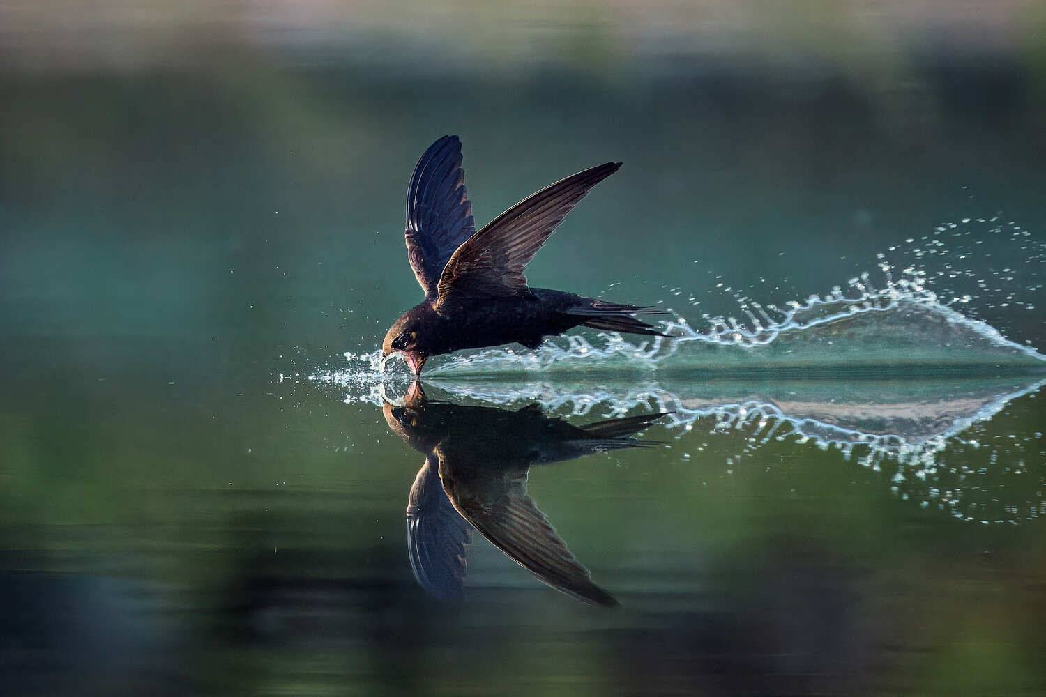 черный стриж полет птица, Mikhail Khmelevskiy