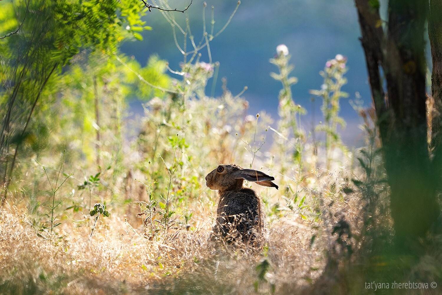 , Татьяна Жеребцова