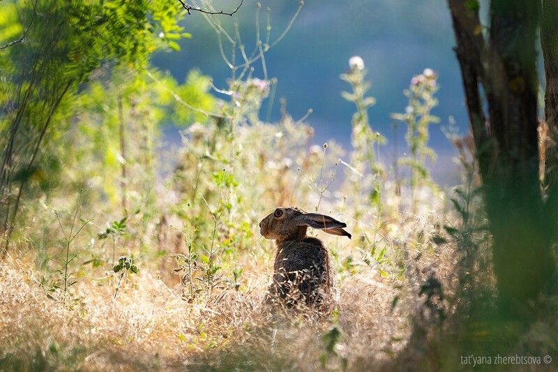 Заяц фото превью