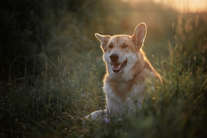 Наян фото превью