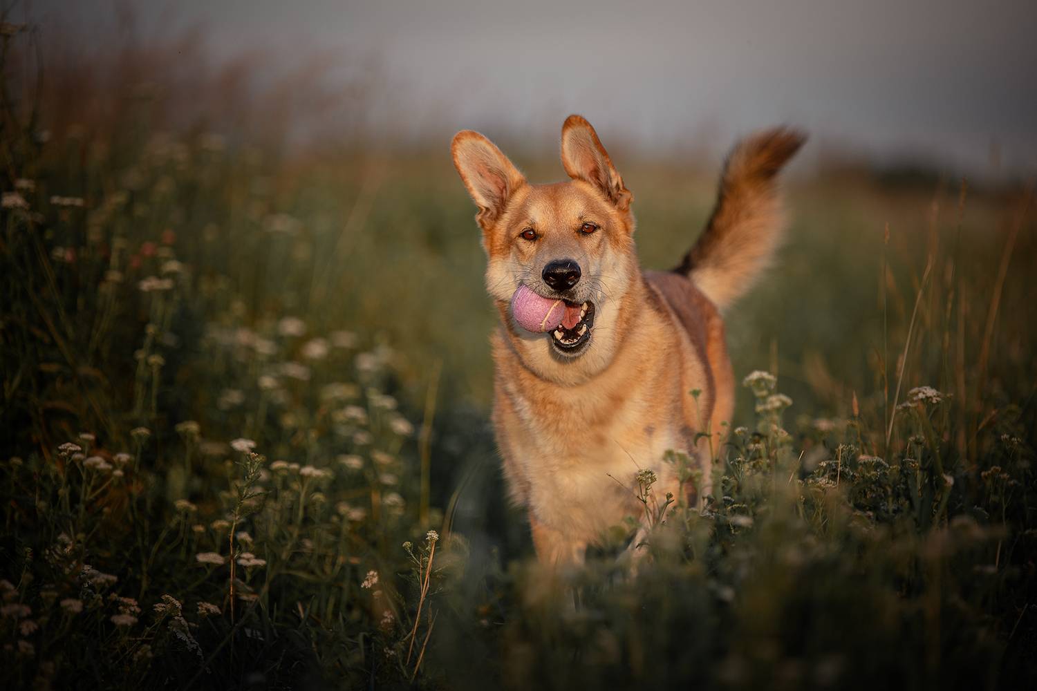 , Елена Самусенкова