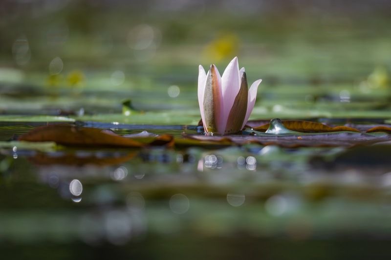 кувшинки, нимфеи, кувшинка, пруд, нимфея Кувшинка фото превью