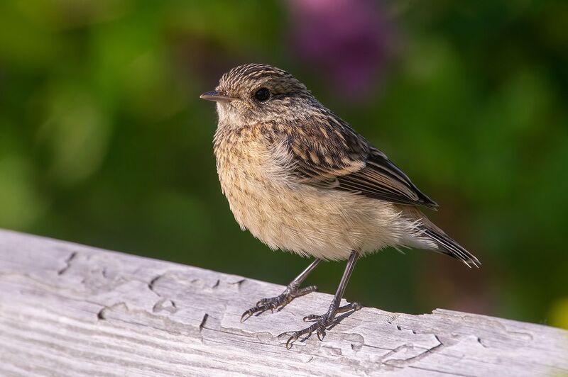 птица, лето  фото превью