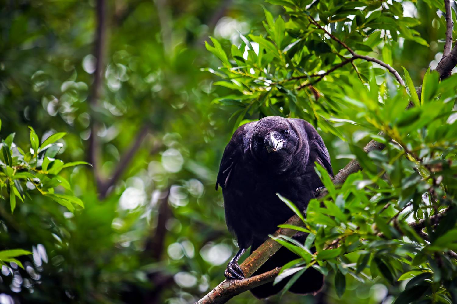 чёрная ворона, Уткин Дмитрий