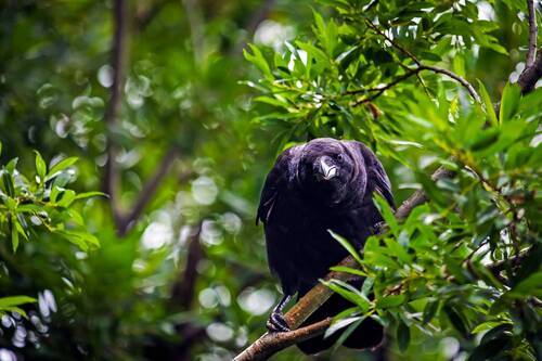 Чёрная ворона