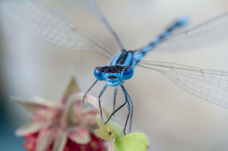 Стрелка фото превью